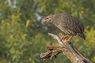 Adult bird settling on a perch, Kruger Park