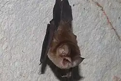 A brown bat hanging