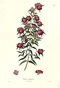 Osbeckia angustifolia