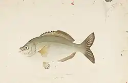 Ditrema temminckii temminckii is the type host of Microcotyle ditrematis