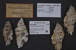 Four Naquetia cumingii shells are shown