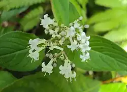 White flowers shown against a background of green leaves.