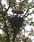 An usurped crow's nest in Germany