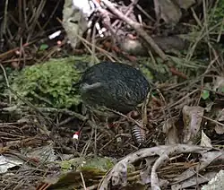 This robin has caught a tree wētā.