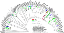 Observed occurrences of green and red biofluorescence in Actinopterygii