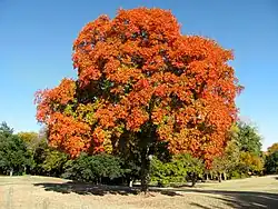 Many species of trees in the park.