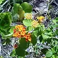 Lantana growing near road leading to entrance to park
