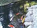 Koi in the Ise Grand Shrine 2005
