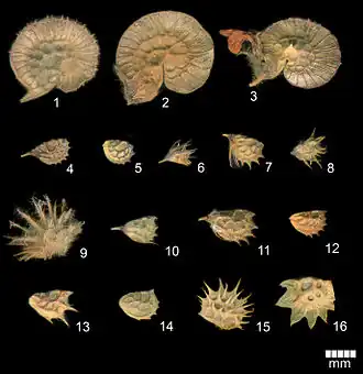 Seedpods of: 1) O. hypargyrea, 2) O. pallasii, 3) O. radiata, 4) O. petraea, 5) O. supina, 6) O. gracilis, 7) O. stenorhiza, 8) O. alba ssp. calcarea, 9) O. humilis ssp. humilis, 10) O. conferta ssp. hispanica, 11) O. montana, 12) O. arenaria ssp. tommasinii, 13) O. oxyodonta, 14) O. inermis, 15) (O. caput-galli), and 16) O. aequidentata