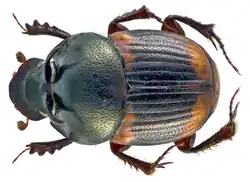 Onthophagus cervus male