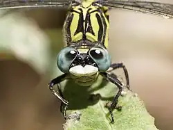 Details of thorax and eyes