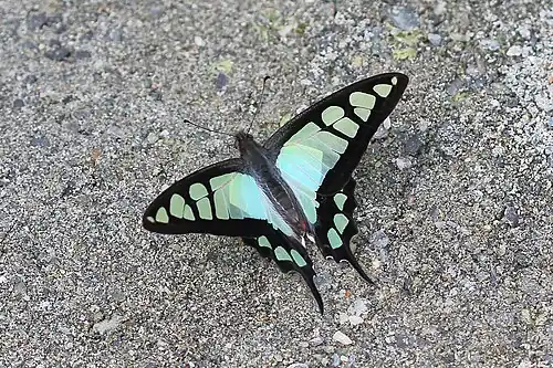 Dorsal view