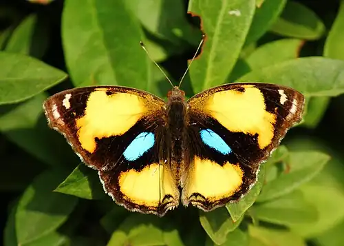 Dorsal view