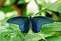 Spangle (Papilio protenor)