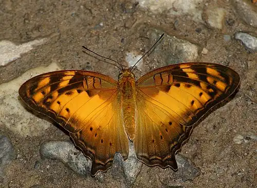 Dorsal view