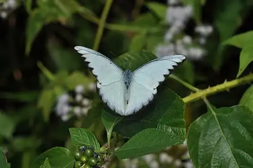 Dorsal view