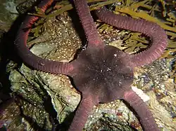 The central disk of a seastar with black legs