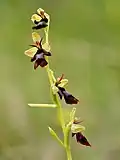 Ophrys insectifera