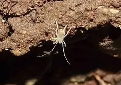 Opilioacarus texanus