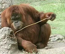 An orangutan using a stick to pick at a hole in a rock with a cup of orange-juice concentrate.