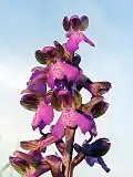 Green-winged orchid.