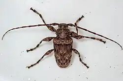 Oreodera graphiptera, Costa Rica