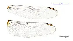 Female wings