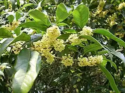 Sweet Osmanthus blossoms