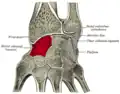 Cross section of wrist (thumb on left). Scaphoid (labelled as "Navicular") shown in red.