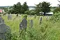 Overgrown section of the cemetery