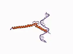 1an2: RECOGNITION BY MAX OF ITS COGNATE DNA THROUGH A DIMERIC B/HLH/Z DOMAIN