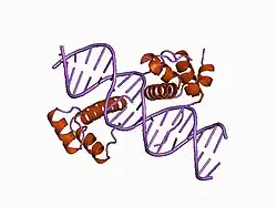 1b72: PBX1, HOMEOBOX PROTEIN HOX-B1/DNA TERNARY COMPLEX