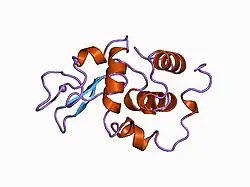 1ckc: T43A MUTANT HUMAN LYSOZYME