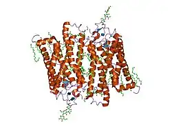 1gzm: STRUCTURE OF BOVINE RHODOPSIN IN A TRIGONAL CRYSTAL FORM