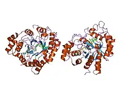 1j96: Human 3alpha-HSD type 3 in Ternary Complex with NADP and Testosterone