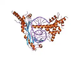 1jfi: Crystal Structure of the NC2-TBP-DNA Ternary Complex