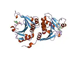 1l8b: Cocrystal Structure of the Messenger RNA 5' Cap-binding Protein (eIF4E) bound to 7-methylGpppG