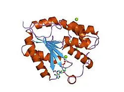 1nmx: Crystal structure of human thymidylate kinase with FLTMP and ADP