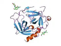 1nn6: Human Pro-Chymase