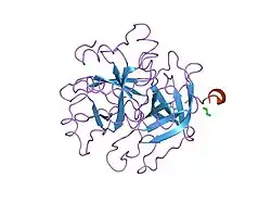 1ths: STRUCTURES OF THROMBIN COMPLEXES WITH A DESIGNED AND A NATURAL EXOSITE INHIBITOR