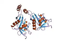 1xar: Crystal Structure of a fragment of DC-SIGNR (containing the carbohydrate recognition domain and two repeats of the neck).