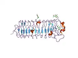 1xcd: Dimeric bovine tissue-extracted decorin, crystal form 1