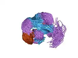 1xqq: Simultaneous determination of protein structure and dynamics