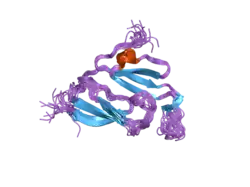1y7x: Solution structure of a two-repeat fragment of major vault protein