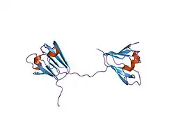 1ytq: Structure of Native Human Beta B2 Crystallin