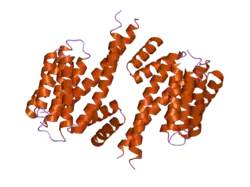 1yz5: The crystal structure of 14-3-3-sigma at 2.8 angstrom resolution
