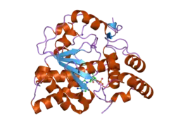 1z28: Crystal Structures of SULT1A2 and SULT1A1*3: Implications in the bioactivation of N-hydroxy-2-acetylamino fluorine (OH-AAF)