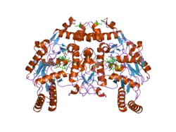 1zzt: Bovine eNOS N368D/V106M double mutant with L-N(omega)-Nitroarginine-(4R)-Amino-L-Proline Amide Bound