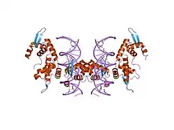 2a07: Crystal Structure of Foxp2 bound Specifically to DNA.