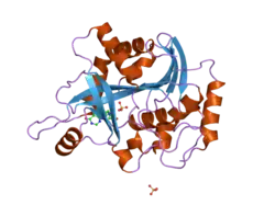 2a0y: Structure of human purine nucleoside phosphorylase H257D mutant